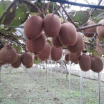 제주 산지직송 새콤달콤 참다래 그린 키위 3kg : 조선먹거리