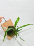 박쥐란 지젠헨네 Platycerium Bifurcatum cv. Ziezenhenne [ 동일상품 ] : 식물가게 사월오일
