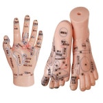 손 발 및 귀 모델 자오선 경혈 반사 영역 발 마사지 건강 관리 발 발바닥 고화질 TCM 교육 : 원클릭커넥트