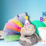 파충류 도마 작은 애완동물을 위한 Wodison 15Pcs 수염 용 모자 및 조절 가능한 투투 스커트 생일 파티 의상 : 노마드 오브젝트