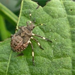 무료배송 수미감자 산지직송 귀농3년차의 진심 [느림보농장] 소, 5kg, 1개 : 느림보농원