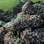 벌교 꼬막 새꼬막 2kg 산지직송 오늘조업 (중,대,특대) : 메이디웰