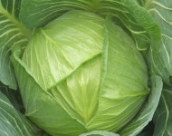 유기농 양배추5kg : 유기농산하농원