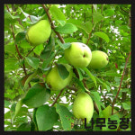 모과묘목 대실 접목1년 뿌리묘 : 우리나무농장