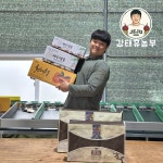 강태휴농부 제주 고당도 천혜향 선물용 가정용 5kg : 강태휴농장