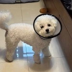 반려견 넥카라 고양이 해충방지 얼굴커버 강아지 입마개 : 꼼꼼스토아