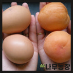 살구나무 왕살구 하코트 신사대실 결실주 분달이 : 우리나무농장