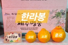 한담농수산 | [산지직송] 고당도 제주 한라봉 가정용 실속형 3kg 5kg 10kg : Hello 제주 바람