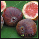 무화과묘목 승정도후인 화분 삽목2년 뿌리묘 : 우리나무농장