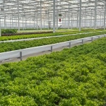 GAP 친환경 스마트팜 유러피안 샐러드 유럽 모듬 쌈채소 야채 600g 1kg : 농부선별마켓