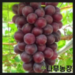 포도나무묘목 샤인머스캣 켐벨 거봉 머루 삽목묘 뿌리묘 : 우리나무농장