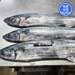 통영 대삼치회 500g (원물 6kg급) 선어회 삼치타다끼 출고 전 급냉 / 산지직송 : 바른자연