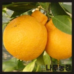 귤나무묘목 결실주 유자 레몬 유주 화분 키우기 : 우리나무농장