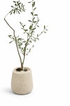 올리브나무 관엽식물 특대형 시멘트분 반려식물 키우기 플랜트메이트 : Plantmate