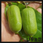 다래나무 일세 왕다래 결실주 분달이 : 우리나무농장