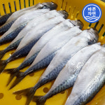 부산 다대포 자반 고등어 10미 (대/중/고갈비) 간고등어 급냉 진공포장 / 산지직송 : 바른자연