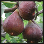 무화과묘목 승정도후인 화분 삽목2년 뿌리묘 : 우리나무농장