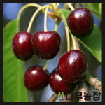 체리나무 / 우량묘 / 크림스크대목 : 우리나무농장