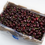 프리미엄 생체리 칠레 10R 1kg 2kg : 리본reborn super