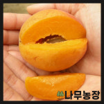 살구나무 왕살구 하코트 신사대실 결실주 분달이 : 우리나무농장