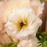 꾸까 활용도 높은 꽃바스켓 축하 응원 생화꽃 꽃선물 꽃배달 졸업식꽃바스켓 : KUKKA