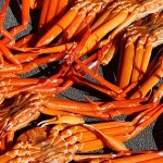 영덕 후포항 입찰 800g 특대 박달 활 홍게 1미 1kg 당일바리 골라먹는 붉은대게 : 밝게 수산