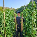 마 산마 장마 참마 생마 깐마 안동마 : 우가네농장