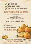 삼형제과일가게 제주 한라봉 비밀의 농장 산지직송 : 삼형제과일가게