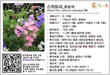 스위트피 (Sweet Pea) 혼합색 씨앗 5립 소포장 : 모야모가든센터
