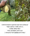 태국 항공직송 생두리안 통두리안 팩두리안 생과 : 협동농수산