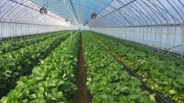 설향딸기 제철 생딸기 국산 홍성군 수한농원 700g 고당도 산지직송 당일수확 안전포장 : 클로렐라딸기농장