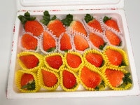 핑크캔디딸기 제철 생딸기 국산 홍성군 수한농원 700g 고당도 산지직송 당일수확 안전포장 : 클로렐라딸기농장