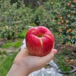 [현수농원] 품질보장 경북 안동 청송 문경 의성 아삭한 사과 2kg : 현수농업회사법인주식회사