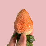 핑크캔디딸기 제철 생딸기 국산 홍성군 수한농원 700g 고당도 산지직송 당일수확 안전포장 : 클로렐라딸기농장