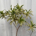 송오브인디아 170cm 양재꽃시장 예림화원 매장화분 공기정화식물 관엽 선물 : 양재꽃시장예림화원