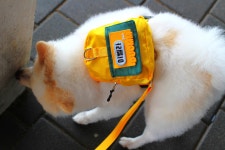 [짱벨덤 콜라보] 짱벨덤 댕백 강아지 산책 유치원 가방 : 꼬순내클럽