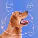 강아지 1팩 가려움 반려견용 종합 가려움증 동물병원 반려견 반려동물 2 3병 2 1 가볍게 고르기 : 원픽바구니