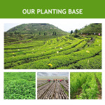 PEG-7 글리세릴 코코에이트 친수 에몰리언트 스킨 케어 : 지티마크