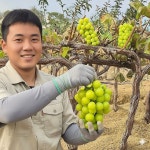 포도나무 묘목 샤인머스켓 청포도나무 5년생  분묘 : sm묘목농원