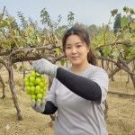 포도나무 묘목 샤인머스켓 청포도나무 5년생  분묘 : sm묘목농원