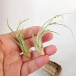 틸란시아 티와이 (하이브리드) [옵션별본품발송] 틸란드시아 Ty : 틸란시아 고운달빛