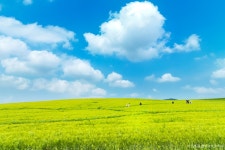 고창 당일여행 - 선운사+고창읍성+학원농장+고창청보리 / 높고도 푸르른 그 곳 : 트립앤미