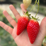 국내산 킹스베리 딸기 특 선별 프리미엄 생딸기 선물용 가정용 농장직송 : 러브 잇