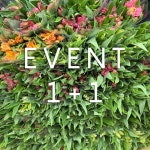 (중매인1호)(무배EVENT) 알스트로메리아 생화 : 영남화훼농협 중매인1호