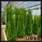 에메랄드그린 상록수 울타리 조경수 분달이 : 우리나무농장