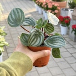 수박페페 페페로미아 수박페페로미아 (소품) 관엽식물 공기정화식물 플랜테리어 선유플라워 : 선유플라워그라운드