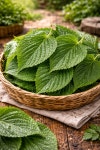 [천지원]국내산 깻잎 500g 산지직송 전문농장 신선한 : 천지원 농산물