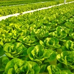 [팜포라이프] 유러피안샐러드 야채 1kg 유럽 상추 쌈 채소 프릴아이스 카이피라 : 팜포라이프 쌈채소