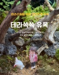 테라리움 DIY유목 나만의 작은숲 만들기 테라리움만들기 유목 : 스카이락