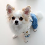 [개순이데일리] 동물원 개량한복 (남아용) 강아지 고양이 설날 추석 명절 : 개순이상점